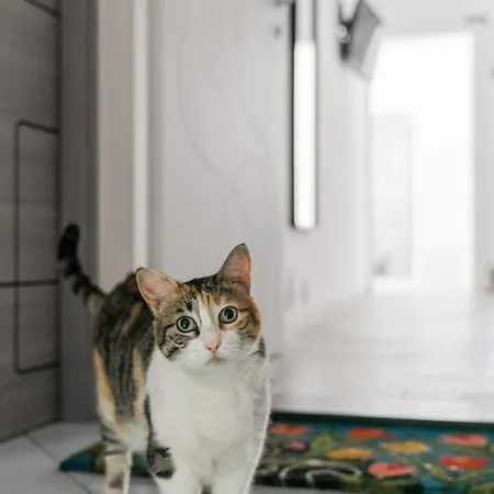 Il Gatto Franco Lejlighed