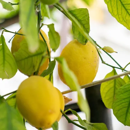 Il Gatto Franco Appartement *