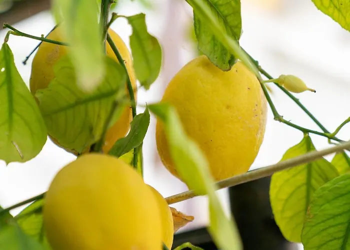 Il Gatto Franco Apartamento *