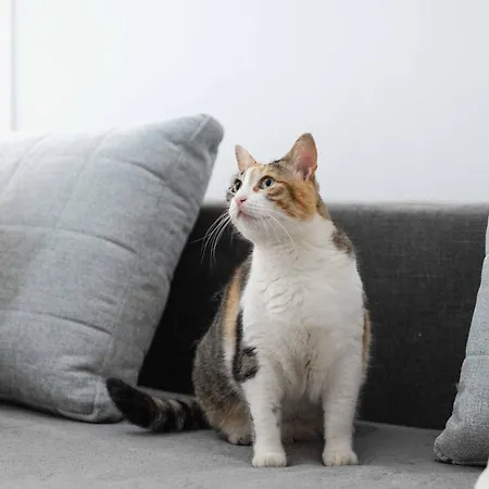 Il Gatto Franco *